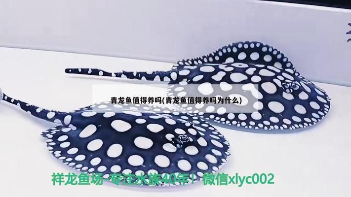 青龍魚(yú)值得養(yǎng)嗎為什么那么貴，青龍魚(yú)價(jià)格昂貴的原因
