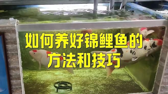 如何控制龍鳳錦鯉的水質？