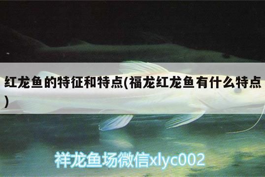 紅龍福龍魚：紅龍福龍魚市場(chǎng)價(jià)格