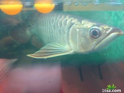 養龍魚電費開銷怎么算？：養龍魚會產生一定的電費開銷嗎？