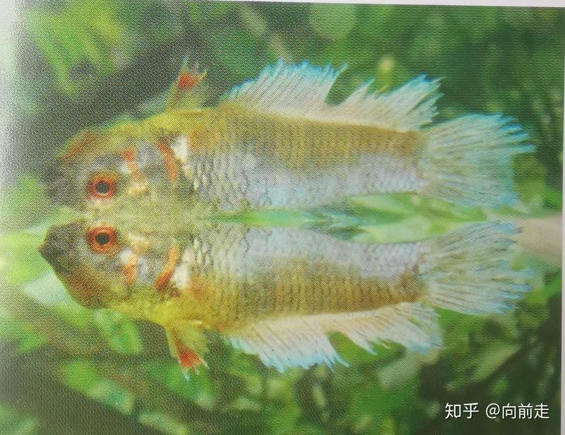 銀龍魚爛鰭圖片大全高清