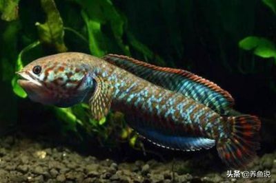 雷龍魚可以和什么魚養在一起？（雷龍魚混養伙伴的選購技巧）