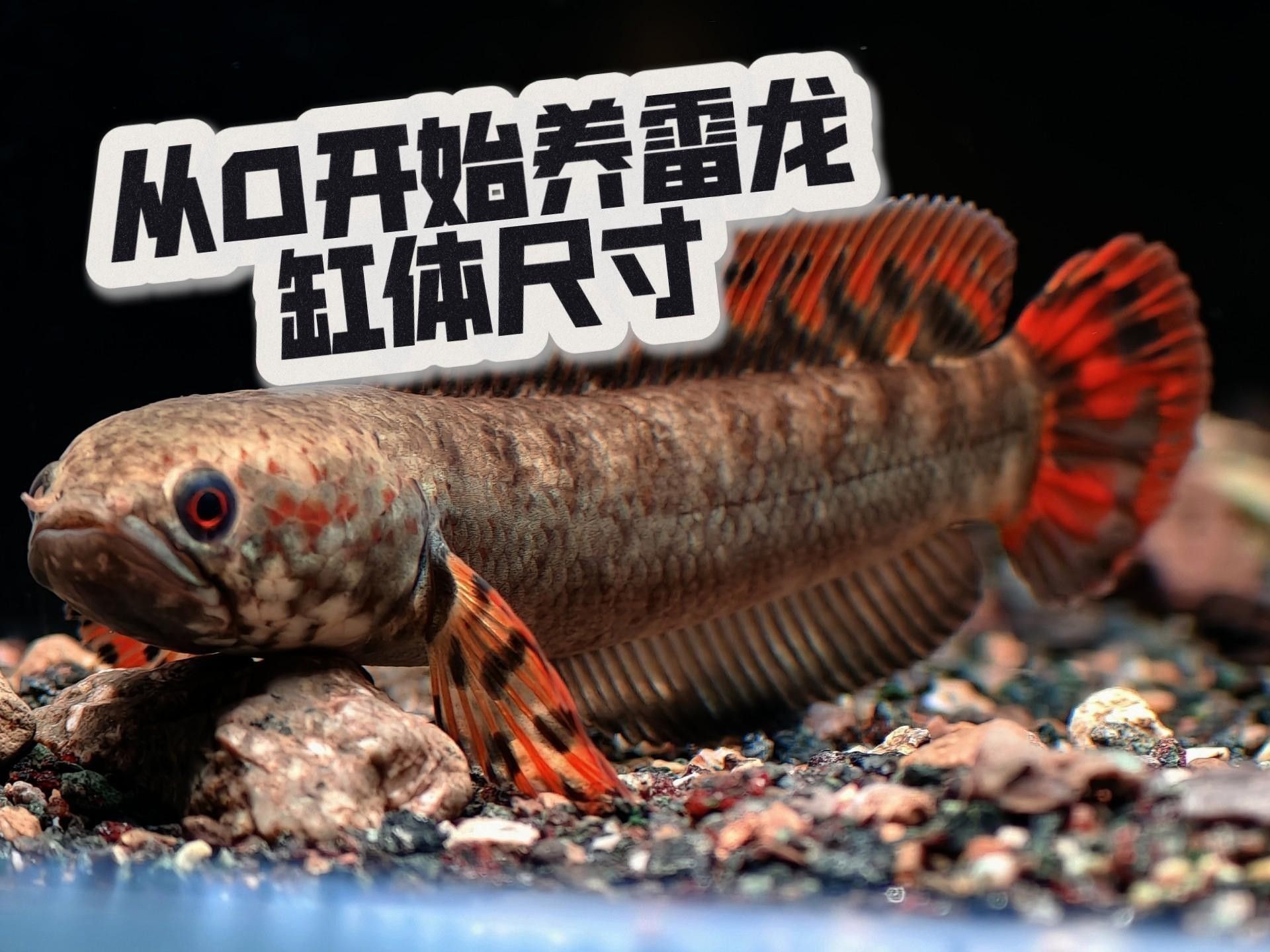 雷龍魚中最容易飼養的品種