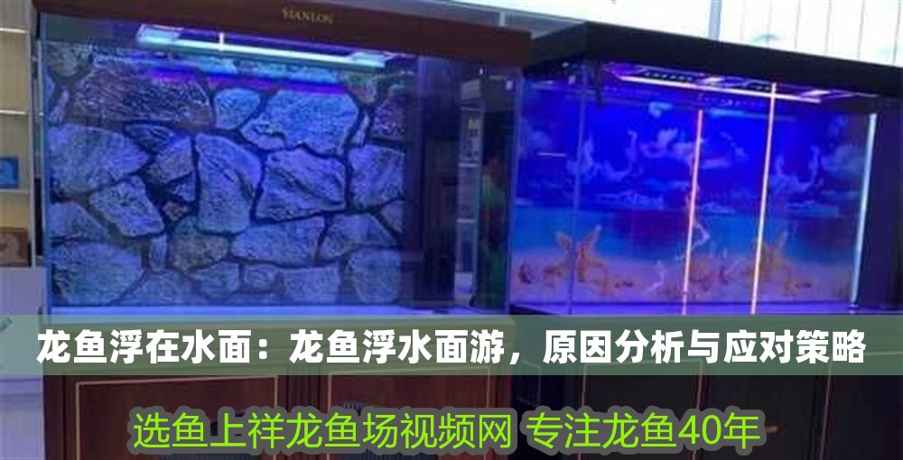 龍魚浮在水面：龍魚浮水面游，原因分析與應對策略