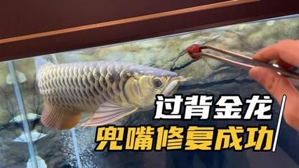 龍魚兜嘴怎么治療：如何改善龍魚兜嘴的問題