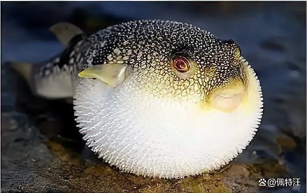 河豚可以和龍魚混養嗎
