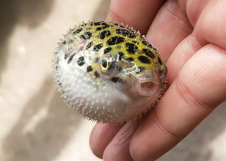 河豚可以和龍魚混養嗎