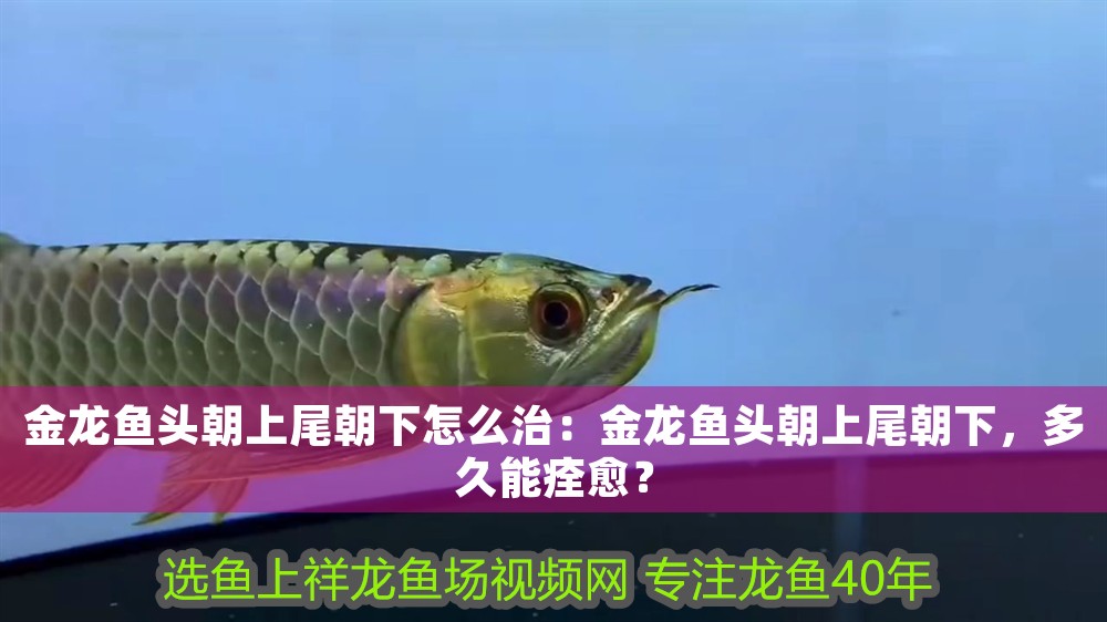 金龍魚頭朝上尾朝下怎么治：金龍魚頭朝上尾朝下，多久能痊愈？