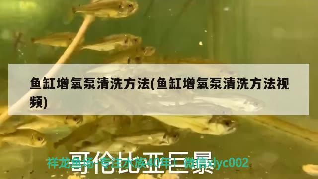 金龍魚混養(yǎng)視頻大全集：金龍魚混養(yǎng)視頻大全集播放