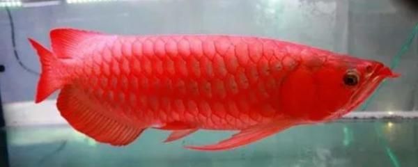 紅龍魚吃蜈蚣一次多少條：紅龍魚吃蜈蚣的頻率和數量 紅龍魚吃蜈蚣一次多少條：紅龍魚吃蜈蚣的頻率和數量 龍魚百科 第2張