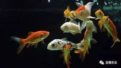 龍魚(yú)把食物嚼碎又吐出來(lái)了：龍魚(yú)嚼碎食物后吐出可能是消化系統(tǒng)出現(xiàn)了問(wèn)題的方法