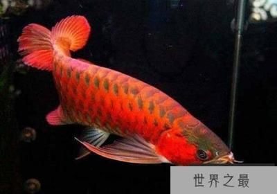 龍魚觀賞價值排名（龍魚觀賞價值排名前十名） 龍魚觀賞價值排名（龍魚觀賞價值排名前十名） 龍魚百科 第4張
