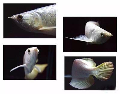 龍魚觀賞價值排名（龍魚觀賞價值排名前十名） 龍魚觀賞價值排名（龍魚觀賞價值排名前十名） 龍魚百科 第2張