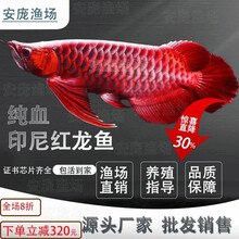 血色金龍魚多少錢一只 血色金龍魚多少錢一只 龍魚百科 第6張