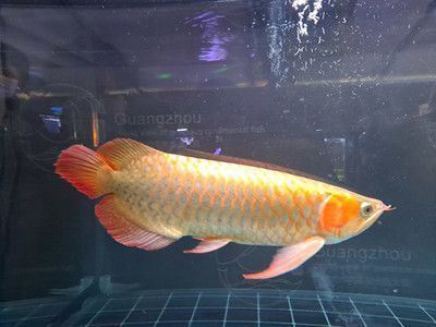 金龍魚必須吃活食么：關(guān)于金龍魚的飲食建議