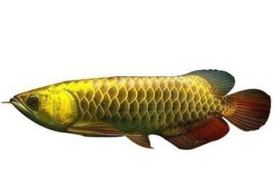 紅龍魚吃的少怎么回事：紅龍魚的食量減少可能由多種因素引起，紅龍魚吃的少怎么回事 紅龍魚吃的少怎么回事：紅龍魚的食量減少可能由多種因素引起，紅龍魚吃的少怎么回事 龍魚百科 第2張