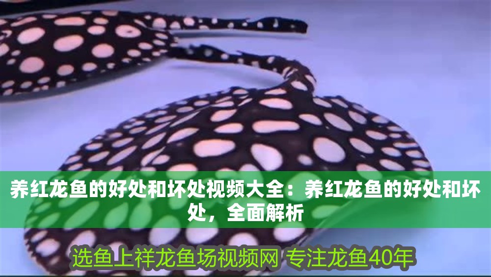 養紅龍魚的好處和壞處視頻大全：養紅龍魚的好處和壞處，全面解析