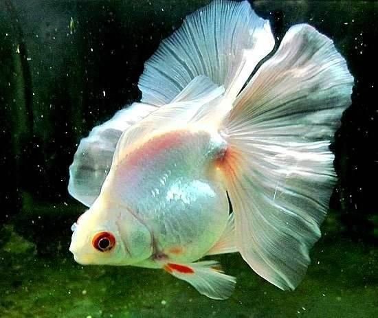 生肖龍養什么魚好養活：生肖龍的人適合養什么品種的魚？ 生肖龍養什么魚好養活：生肖龍的人適合養什么品種的魚？ 龍魚百科 第2張