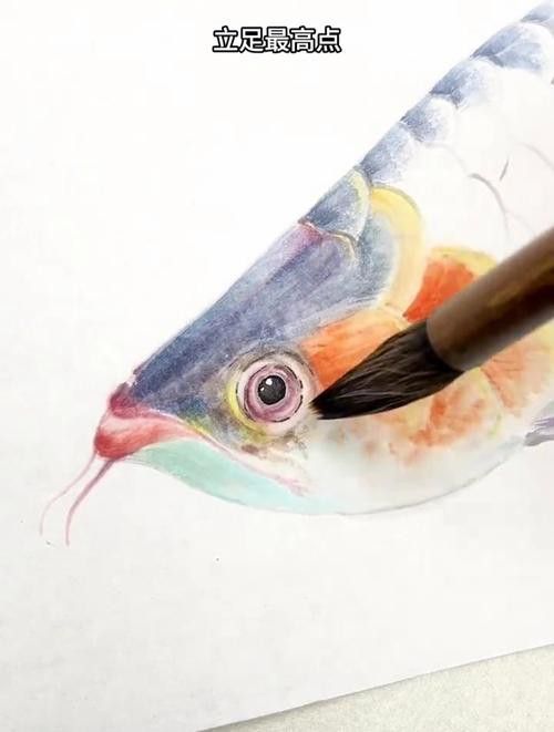 翹頭紅龍魚圖片大全
