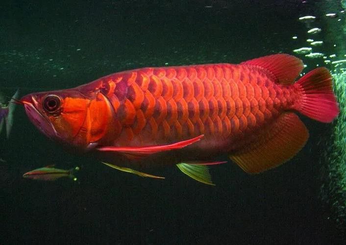 翹頭紅龍魚圖片大全