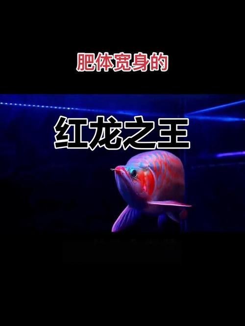 翹頭紅龍魚圖片大全