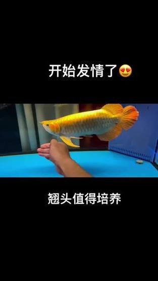 翹頭紅龍魚圖片大全