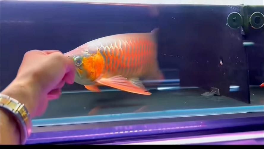 翹頭紅龍魚圖片大全