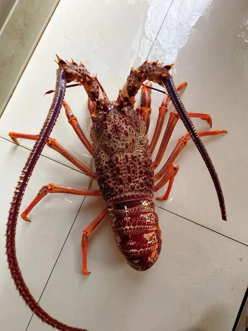 如何辨別澳龍的真偽？