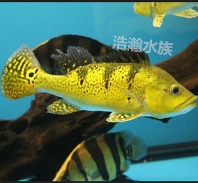 龍魚巴西亞混養還是招財貓好養:招財貓魚與龍魚混養可行嗎? 龍魚百科 第1張 龍魚巴西亞混養還是招財貓好養:招財貓魚與龍魚混養可行嗎? 龍魚巴西亞混養還是招財貓好養:招財貓魚與龍魚混養可行嗎? 龍魚百科 第1張