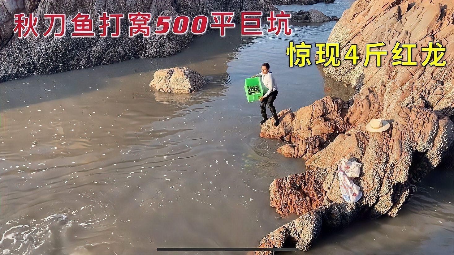小紅龍魚飼養技巧 小紅龍魚飼養技巧 龍魚百科 第7張