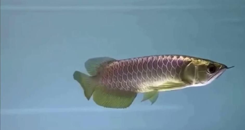 祥龍魚場觀賞魚圖片高清