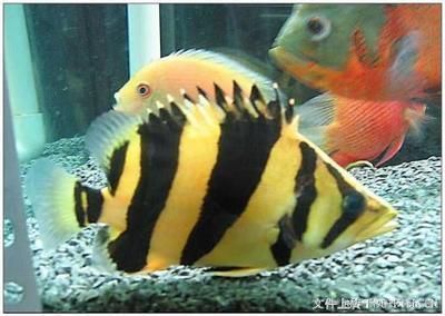 龍魚缸濾材放什么最好用：龍魚缸濾材擺放順序圖解,龍魚缸濾材品牌推薦,如何判斷濾材是否老化,自制龍魚缸濾材方法