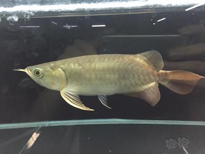 龍魚短身和正常身的區(qū)別（龍魚短身和正常身有什么區(qū)別） 龍魚短身和正常身的區(qū)別（龍魚短身和正常身有什么區(qū)別） 龍魚百科 第4張
