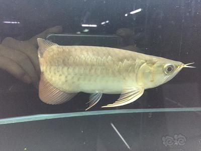龍魚短身和正常身的區(qū)別（龍魚短身和正常身有什么區(qū)別） 龍魚短身和正常身的區(qū)別（龍魚短身和正常身有什么區(qū)別） 龍魚百科 第1張