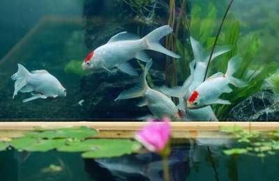 印尼紅龍魚怎么養(yǎng)的活一些：印尼紅龍魚的飼養(yǎng)技巧