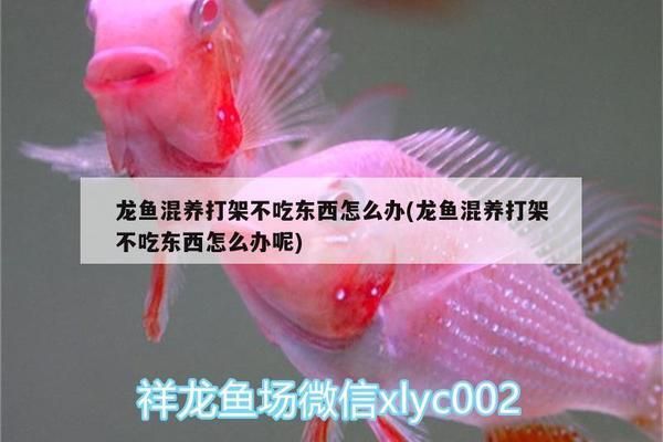 龍魚(yú)放大白片可以喂食嗎:龍魚(yú)為什么會(huì)趴缸 龍魚(yú)百科 第11張 龍魚(yú)放大白片可以喂食嗎:龍魚(yú)為什么會(huì)趴缸 龍魚(yú)放大白片可以喂食嗎:龍魚(yú)為什么會(huì)趴缸 龍魚(yú)百科 第11張