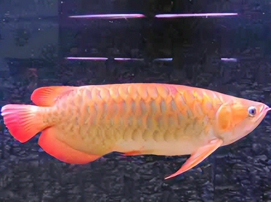 金龍魚的簡單介紹:金龍魚是一種極具觀賞價值的魚類其獨特的外觀和霸氣的氣質 龍魚百科 第1張 金龍魚的簡單介紹:金龍魚是一種極具觀賞價值的魚類其獨特的外觀和霸氣的氣質 金龍魚的簡單介紹:金龍魚是一種極具觀賞價值的魚類其獨特的外觀和霸氣的氣質 龍魚百科 第1張