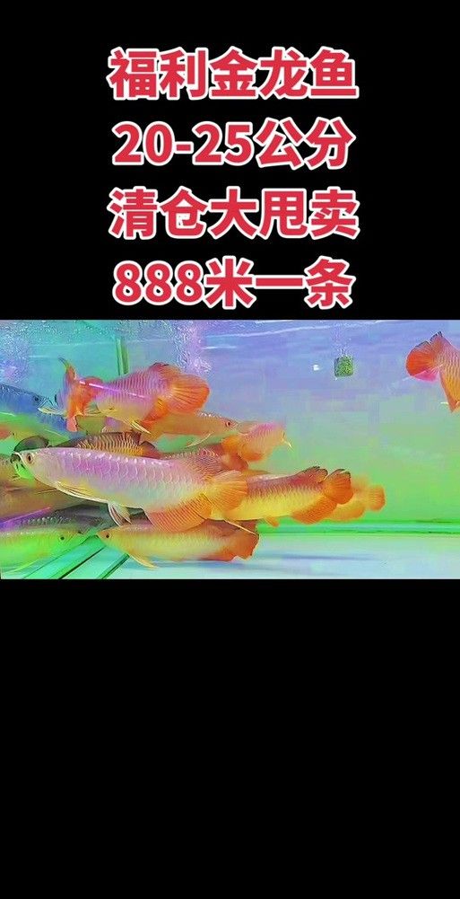 南寧龍魚上門回收價格表圖片 南寧龍魚上門回收價格表圖片 龍魚百科 第17張