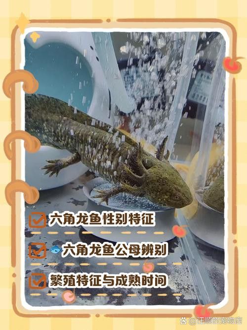 南寧龍魚上門回收價格表圖片 南寧龍魚上門回收價格表圖片 龍魚百科 第38張
