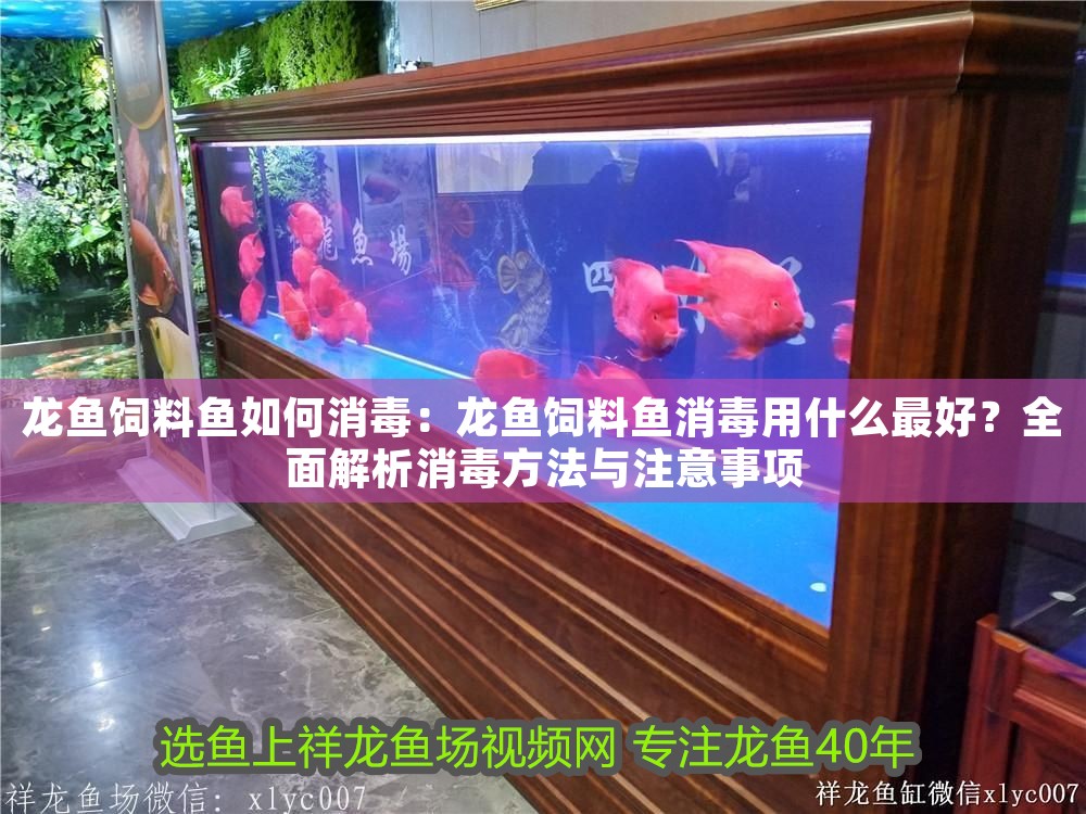 龍魚飼料魚如何消毒：龍魚飼料魚消毒用什么最好？全面解析消毒方法與注意事項