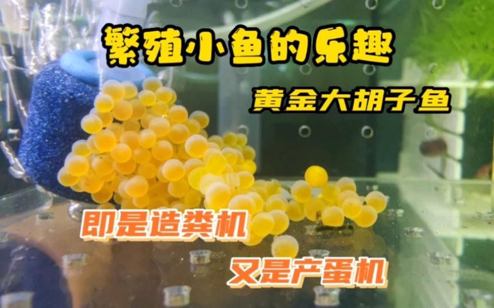有哪些適合龍魚缸的清潔魚？ 有哪些適合龍魚缸的清潔魚？ 龍魚百科 第4張