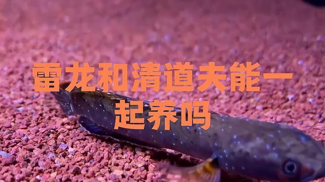 有哪些適合龍魚缸的清潔魚？ 有哪些適合龍魚缸的清潔魚？ 龍魚百科 第7張