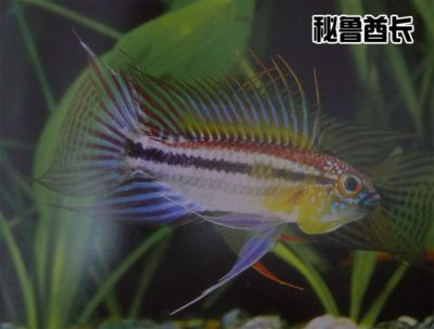 紅龍魚的介紹和特點是什么意思呀視頻：紅龍魚的介紹與特點，華麗水族之王