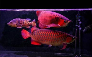 龍魚混養怎么喂食：龍魚混養時的喂食方法需考慮到不同種類魚的生活習性和食物需求