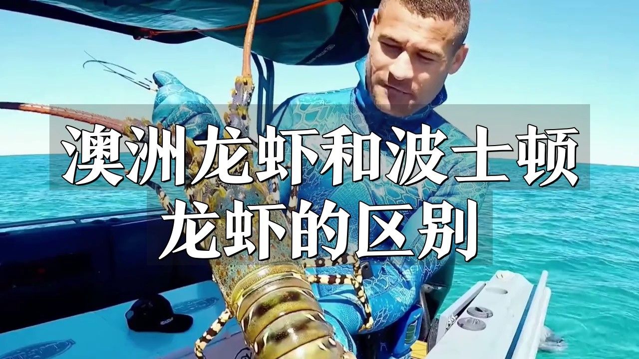 如何區分澳龍與波龍？