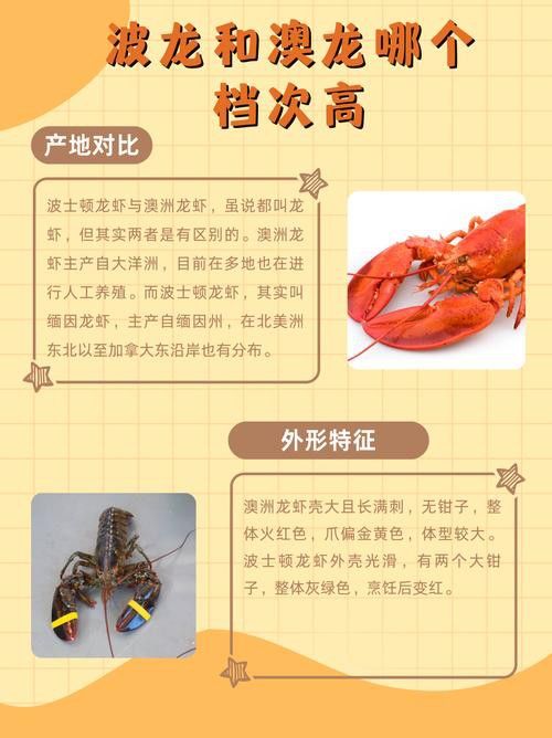 如何區分澳龍與波龍？