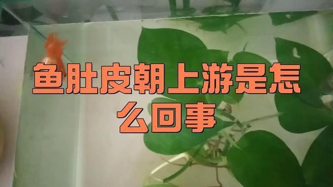 龍魚突然翻肚什么原因 龍魚突然翻肚什么原因 龍魚百科 第5張
