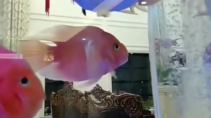 金龍魚兇猛嗎值得養(yǎng)嗎(金龍魚是兇猛的魚類嗎?) 龍魚百科 第3張 金龍魚兇猛嗎值得養(yǎng)嗎(金龍魚是兇猛的魚類嗎?) 金龍魚兇猛嗎值得養(yǎng)嗎(金龍魚是兇猛的魚類嗎?) 龍魚百科 第3張