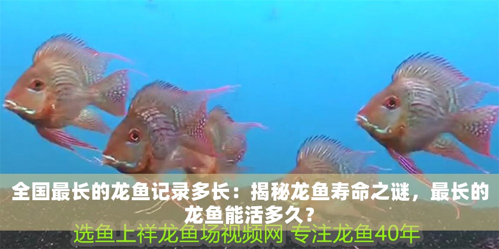 全國最長的龍魚記錄多長：揭秘龍魚壽命之謎，最長的龍魚能活多久？
