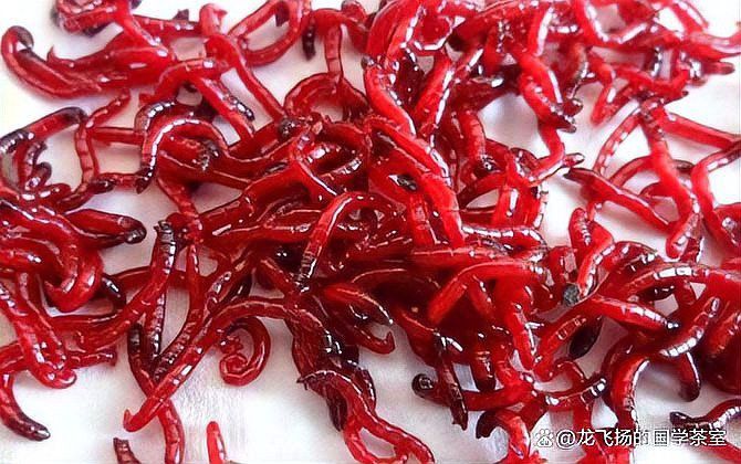 紅龍魚吃活食好嗎